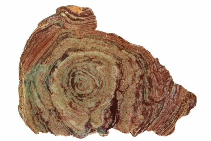 Polished, Neoproterozoic Stromatolite (Conophyton) - Morocco #180106